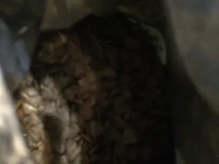 Гавно которое едят кошки