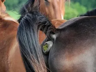Какаха застряла