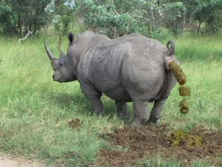 Носорог срет