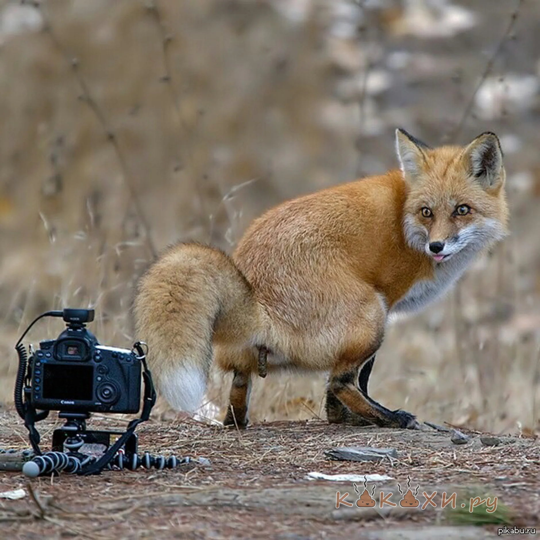 Лисичка троллит фотографа ( Сосиска )