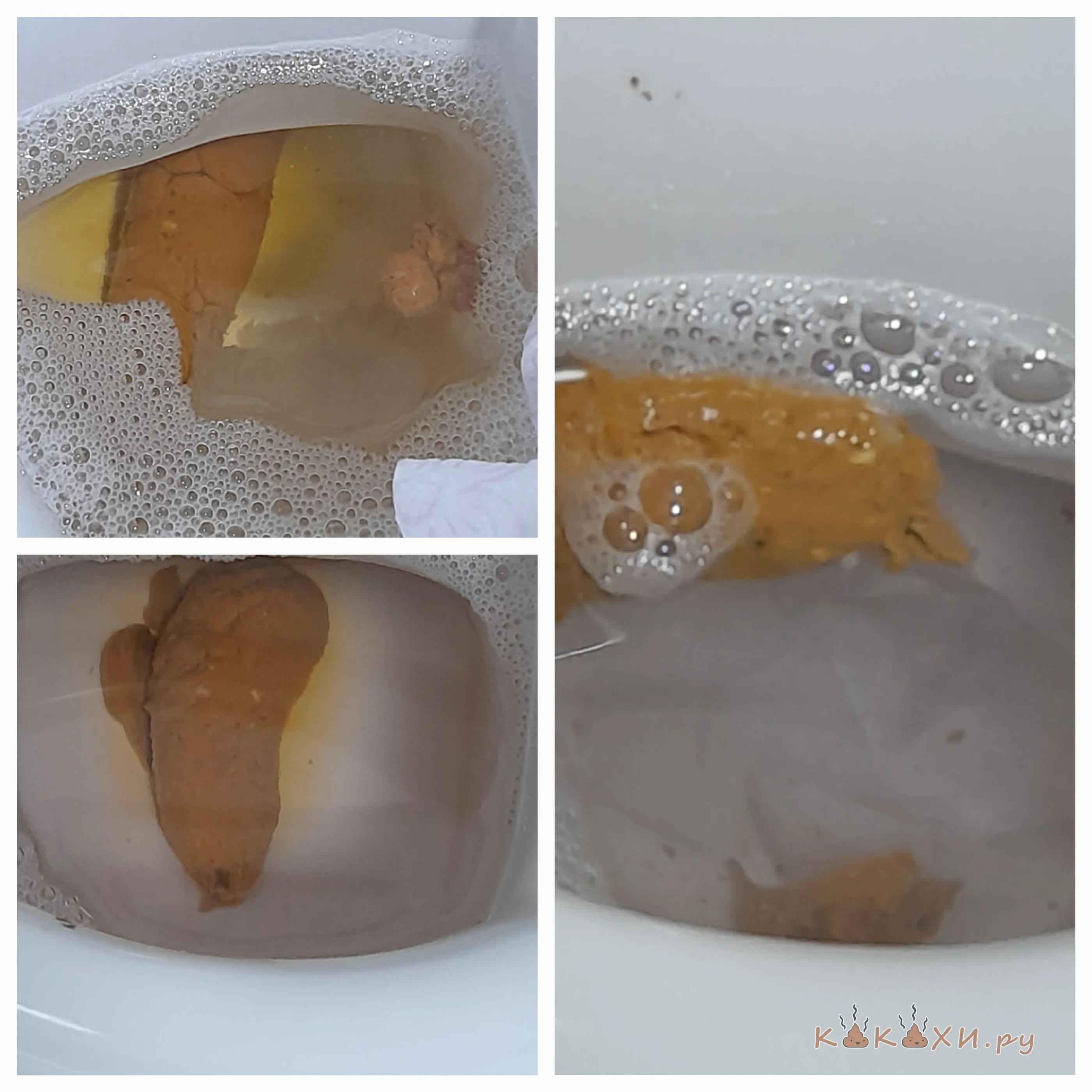 Мои какахи за несколько дней ( Козья )