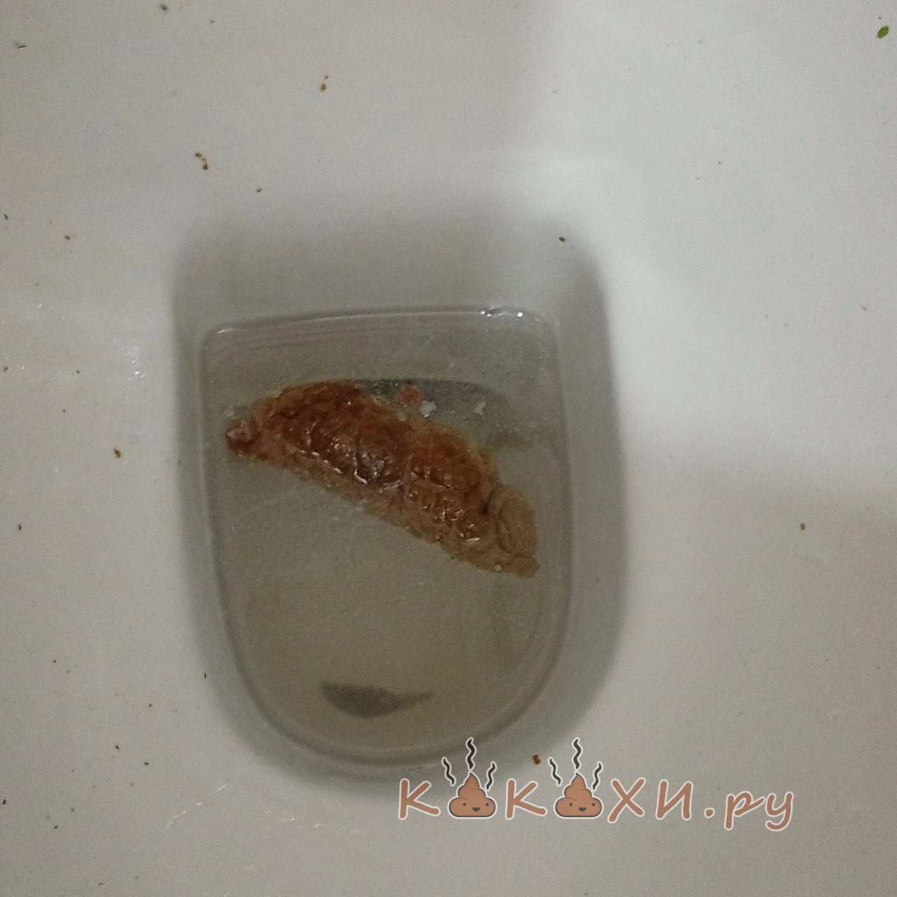 Школьная какашка ( Козья )