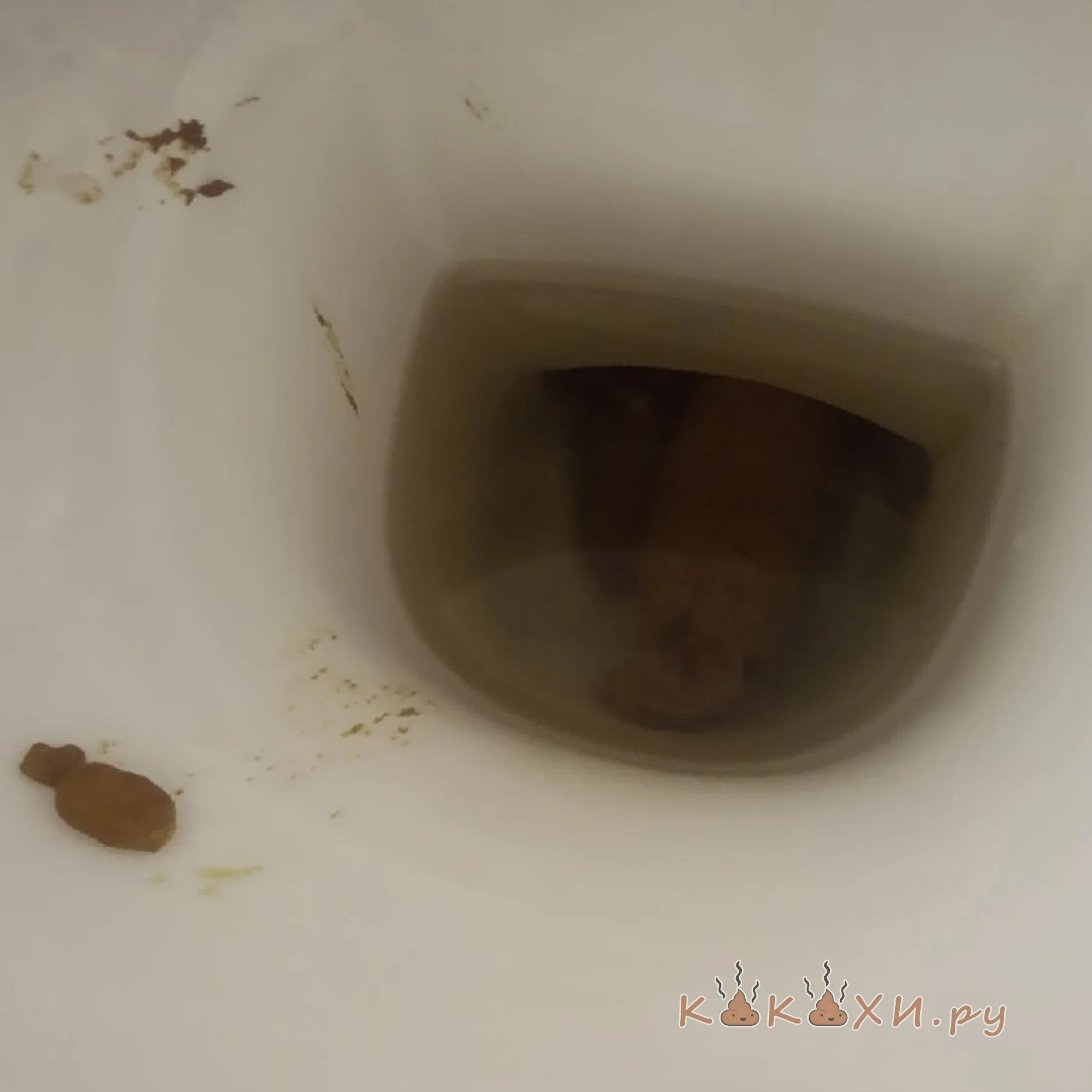 Аллигатор в засаде ( Колбоса )