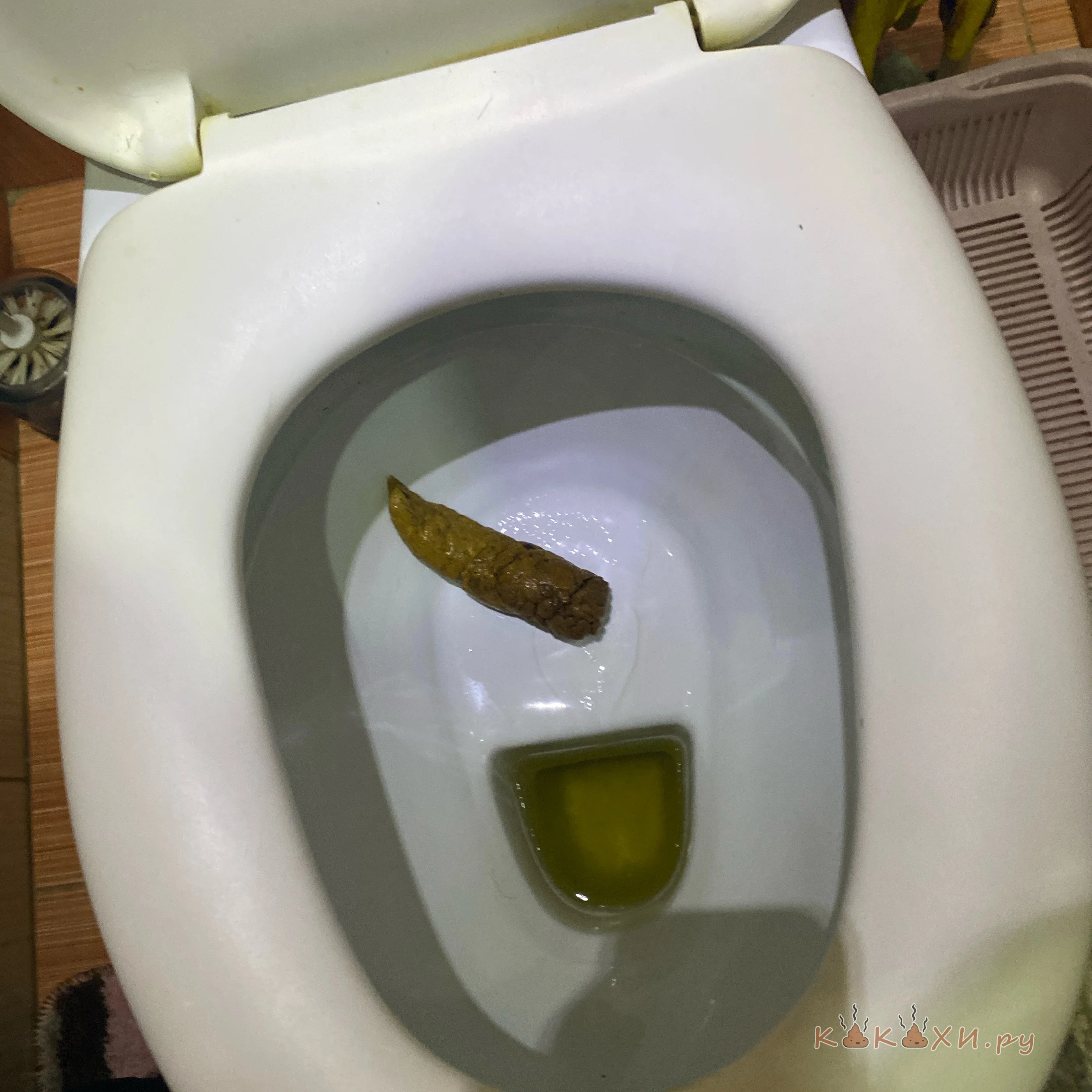 Ровный мегаладон ( Колбоса )