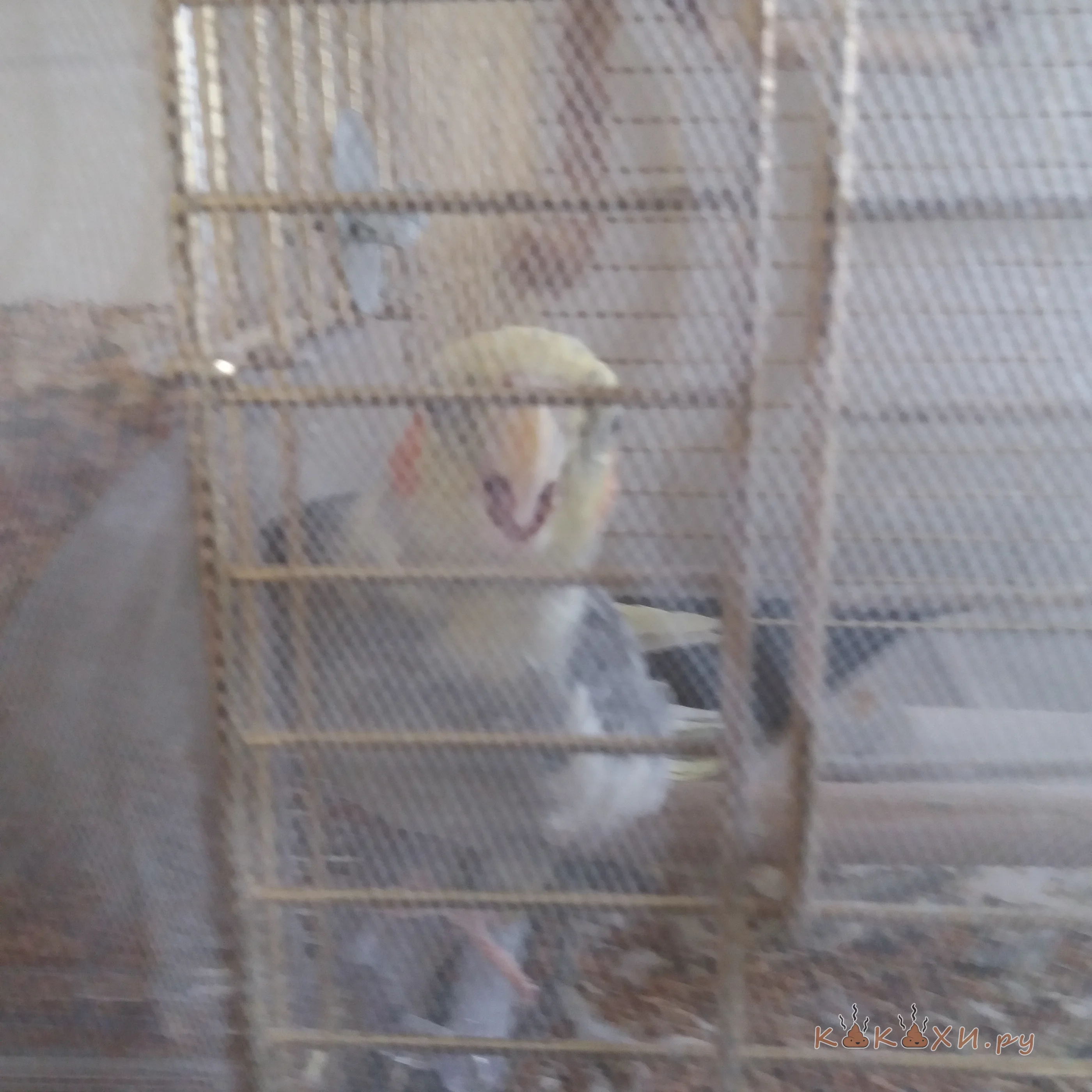 Папуг срет ( Непонятная )