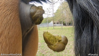 Лошадка срет говном из жопы