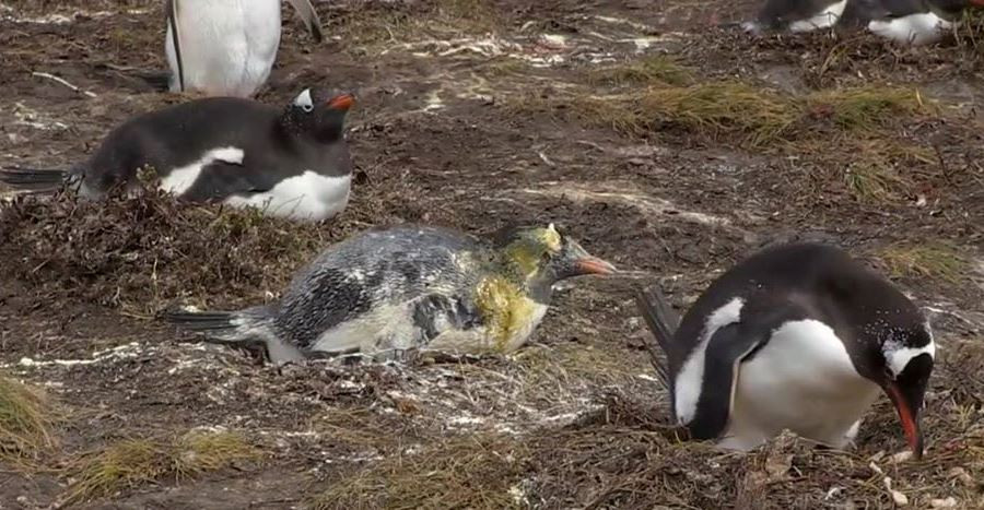 Пингвина обосрали другие пингвины Наверное потому что он мудак